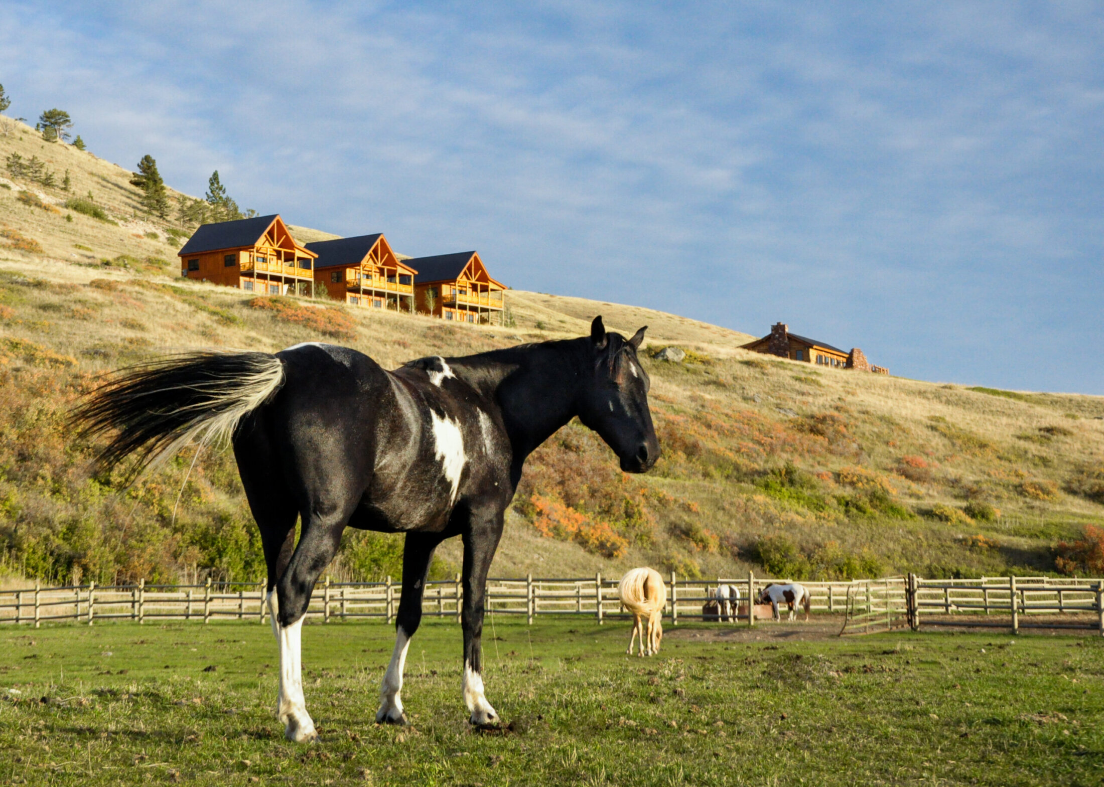 Horses and Cabins