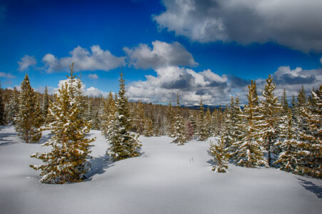 Montana Winter